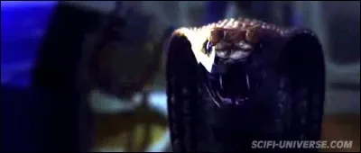 Des Serpents dans l'Avion : Mais comment ont-ils réussi à passer les contrôles douaniers ? En tout cas ils sont dans l'avion et n'ont pas bon caractère, ça sent le venin à plein nez tout ça !