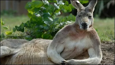 Comment s'appelle la poche centrale du kangourou ?