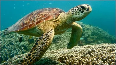 À quel pays appartient l'île de la Tortue ?