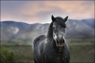 Par qui fut interprété le titre : "Elle descend de la montagne à cheval" ?