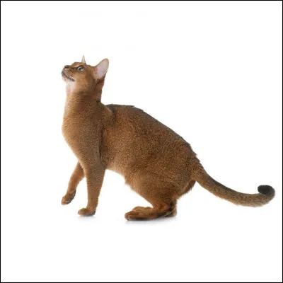 Parmi les 3 images, qui est le bombay (race de chats assez populaire) ?