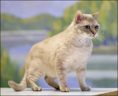 Les chats roux aiment en particulier...