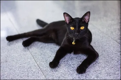 Les chats noirs portent-ils réellement malheur ?