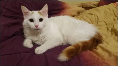 Qu'est-ce que la "ronronthérapie" ?