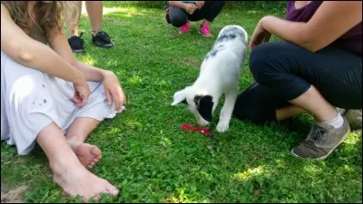 Quand commencer l'éducation de mon chiot ?