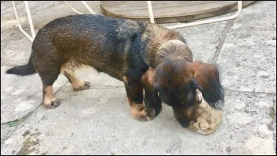 Mon chiot mordille tout ce qui lui passe sous la dent ; mes mains, mes affaires (chaussures...), les meubles de la maison... C'est parce qu'il :