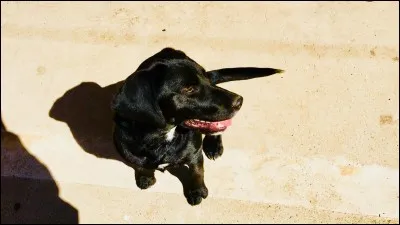 À quel âge mon chiot va-t-il commencer à perdre ses dents de lait ?