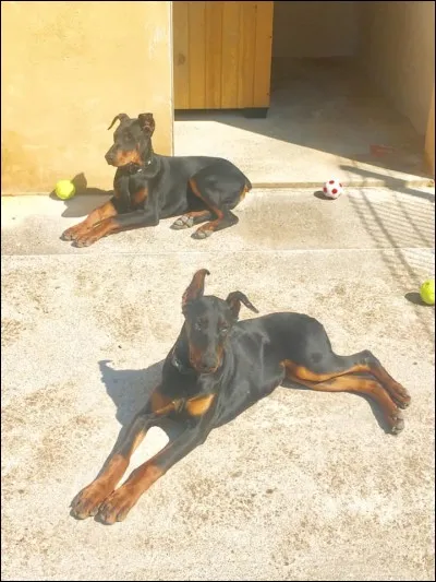 Que faut il envisager de faire avec mon chiot pendant la phase de socialisation ?