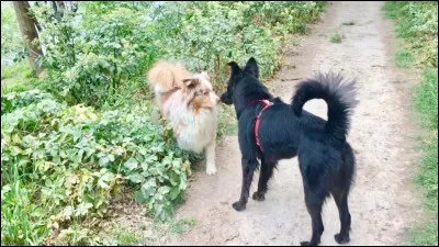 À quel âge puis je commencer à présenter des congénères à mon chiot ?