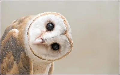 Parmi ces mots, lequel désigne le cri de la chouette ?