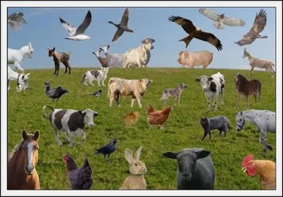 Quel est ton animal préféré ?