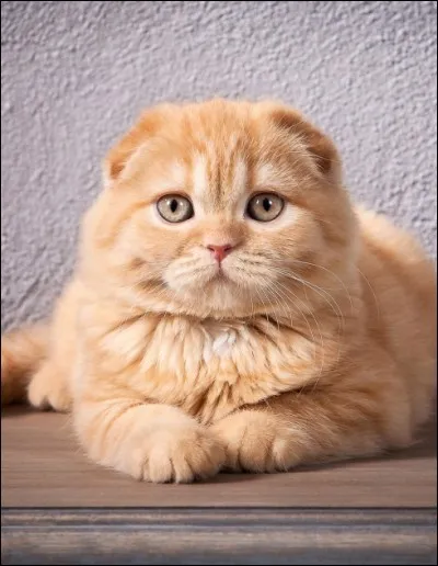 Comment te décrirait-on ?