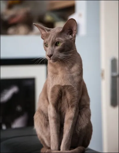 Quel est cet étrange chat ?