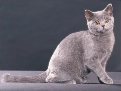 De quelle race est celui-là ?