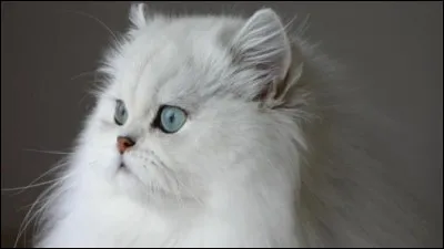 Arriveras-tu à trouver la race de celui-là ?