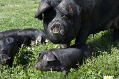 Le porc noir de :