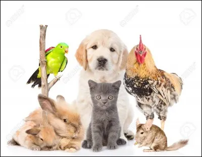 Quel animal pr&eacute;f&egrave;res-tu ?