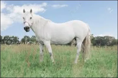 Comment dit-on "cheval" en anglais ?