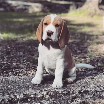 Quelle est la race de leur chienne ?