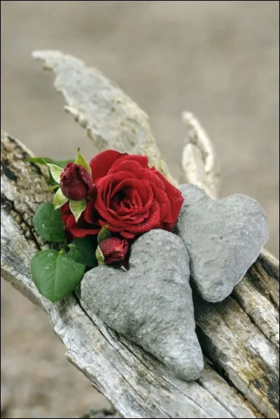 Qui interprétait les paroles "Puis il mourut dans la nuit même, sans un adieu, sans un je t'aime" ?