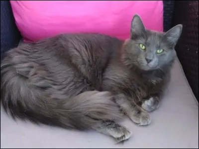 Quelle est cette race ?