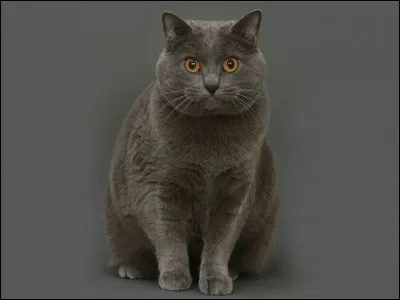 Quelle est cette race ?