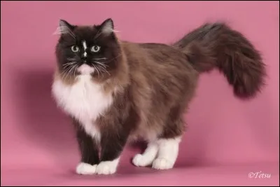 Comment se nomme cette race ?