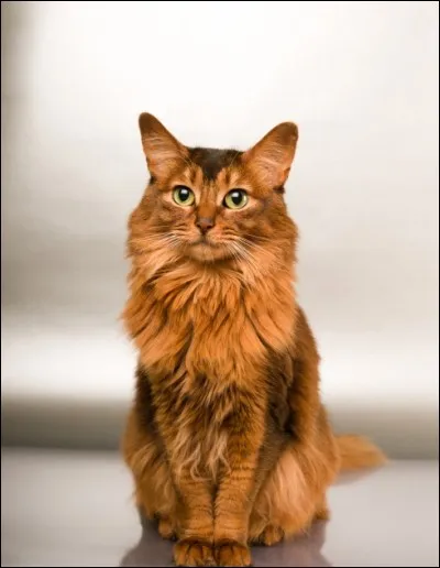 Quelle est cette race ?