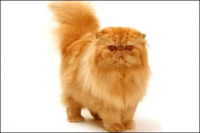 Comment se nomme cette race ?