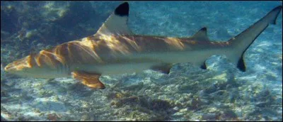 Quel est ce requin ?