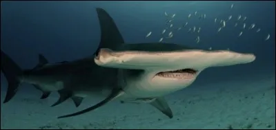 Quel est ce requin ?