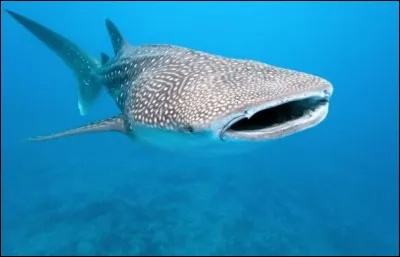 Quel est ce requin ?
