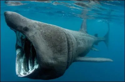 Quel est ce requin ?
