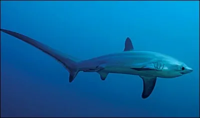 Quel est ce requin ?