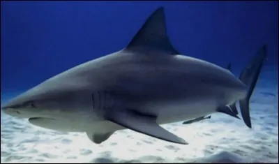 Quel est ce requin ?
