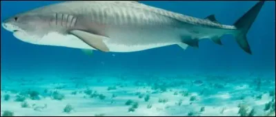 Quel est ce requin ?