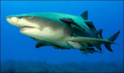 Quel est ce requin ?