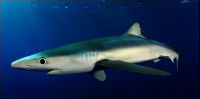 Quel est ce requin ?