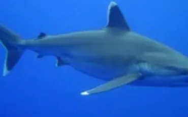 Quiz Requins