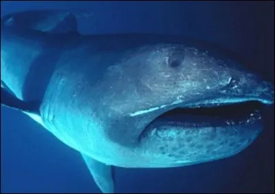 Quel est ce requin ?