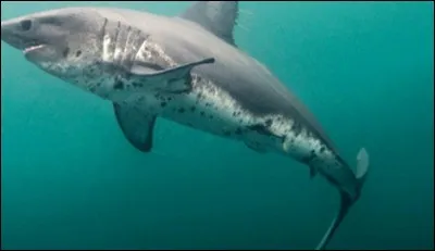 Quel est ce requin ?
