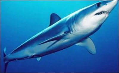 Quel est ce requin ?