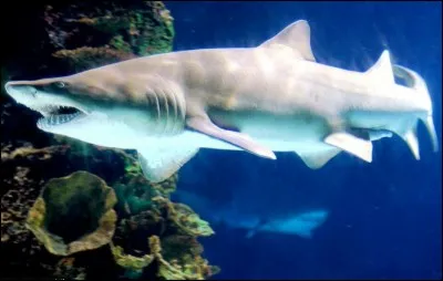 Quel est ce requin ?
