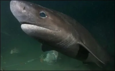 Quel est ce requin ?