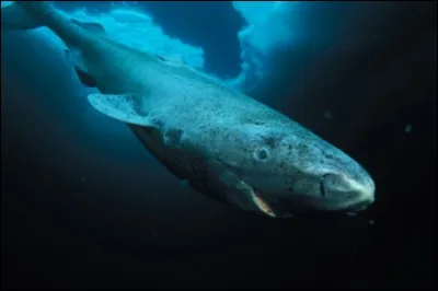 Quel est ce requin ?