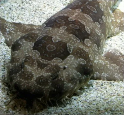 Quel est ce requin ?
