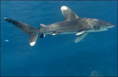 Quel est ce requin ?