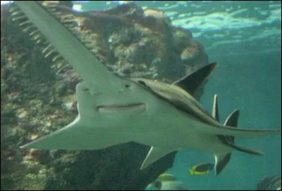 Quel est ce requin ?