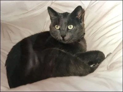 Si tu étais un chat, ce serait...