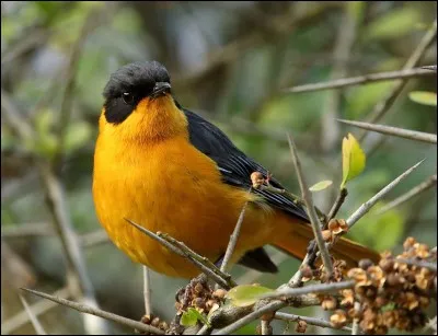 « Incompris mais comprend, qu'on ne pourra le comprendre »